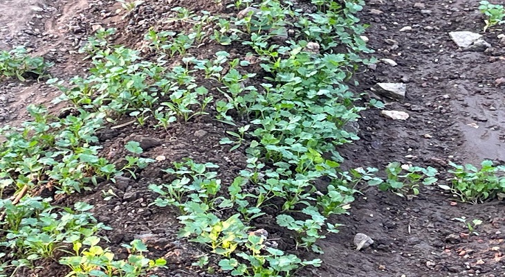 Aajkaal Daily (Desh Pardesh Ni Aajkaal)