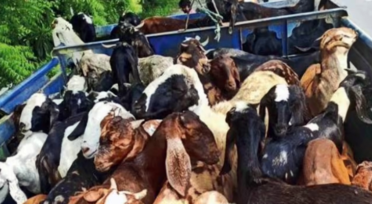 Aajkaal Daily (Desh Pardesh Ni Aajkaal)