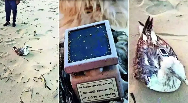 Aajkaal Daily (Desh Pardesh Ni Aajkaal)