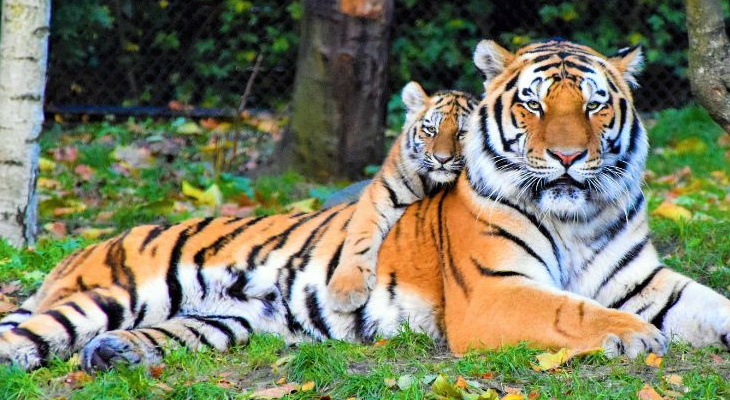 Aajkaal Daily (Desh Pardesh Ni Aajkaal)