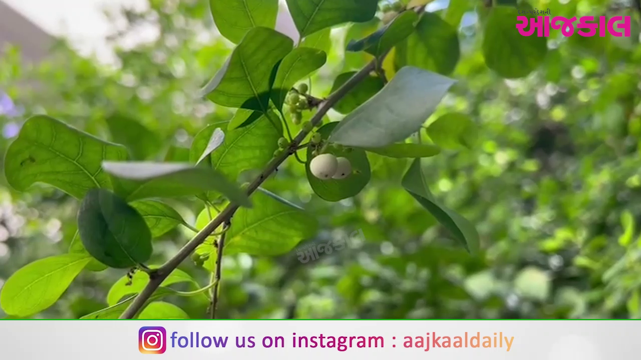 Aajkaal Daily (Desh Pardesh Ni Aajkaal)