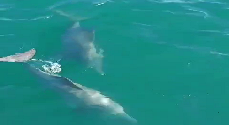 Aajkaal Daily (Desh Pardesh Ni Aajkaal)