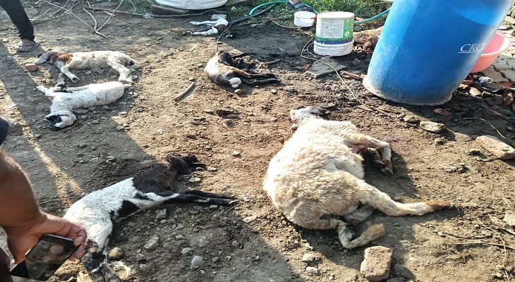 Aajkaal Daily (Desh Pardesh Ni Aajkaal)