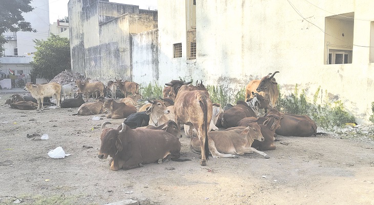 Aajkaal Daily (Desh Pardesh Ni Aajkaal)