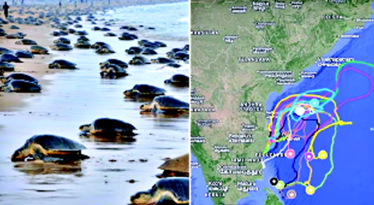 Aajkaal Daily (Desh Pardesh Ni Aajkaal)