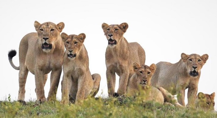 Aajkaal Daily (Desh Pardesh Ni Aajkaal)