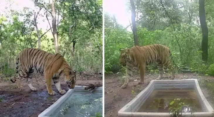 Aajkaal Daily (Desh Pardesh Ni Aajkaal)