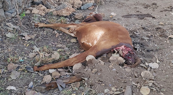 Aajkaal Daily (Desh Pardesh Ni Aajkaal)