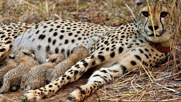 Aajkaal Daily (Desh Pardesh Ni Aajkaal)