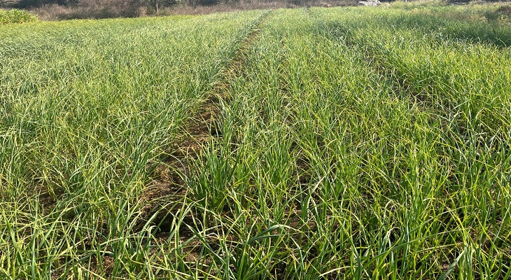 Aajkaal Daily (Desh Pardesh Ni Aajkaal)