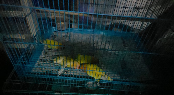 Aajkaal Daily (Desh Pardesh Ni Aajkaal)