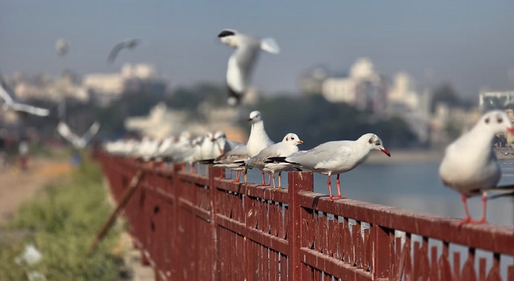 Aajkaal Daily (Desh Pardesh Ni Aajkaal)