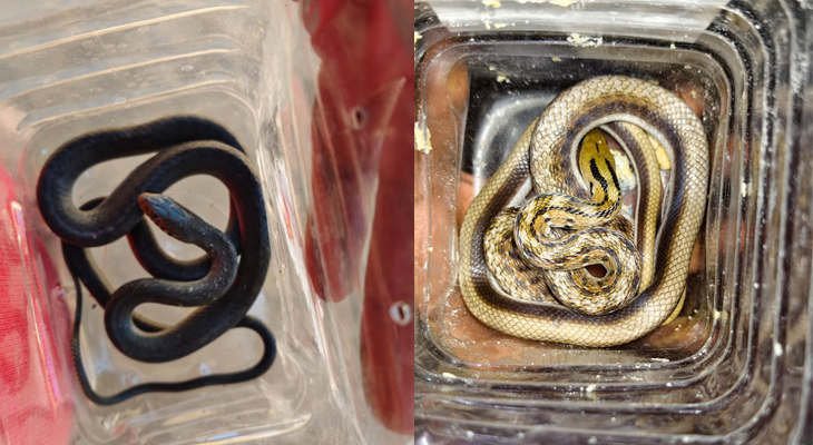 Aajkaal Daily (Desh Pardesh Ni Aajkaal)