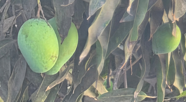 Aajkaal Daily (Desh Pardesh Ni Aajkaal)