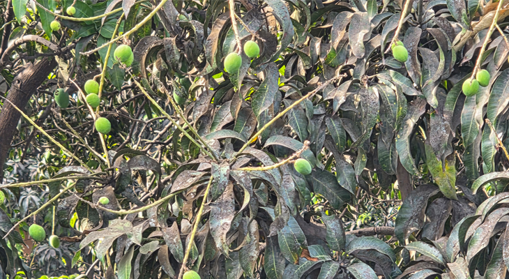 Aajkaal Daily (Desh Pardesh Ni Aajkaal)