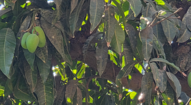 Aajkaal Daily (Desh Pardesh Ni Aajkaal)